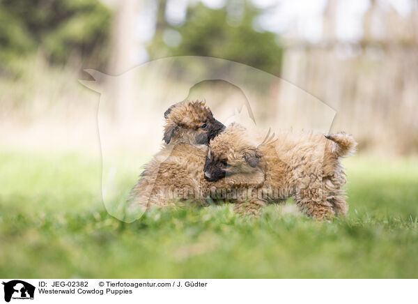 Westerwlder Kuhhund Welpen / Westerwald Cowdog Puppies / JEG-02382