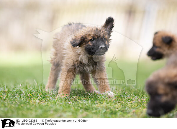 Westerwlder Kuhhund Welpen / Westerwald Cowdog Puppies / JEG-02383
