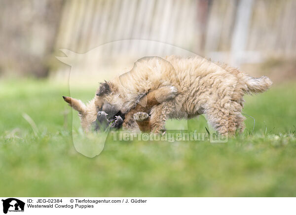 Westerwlder Kuhhund Welpen / Westerwald Cowdog Puppies / JEG-02384