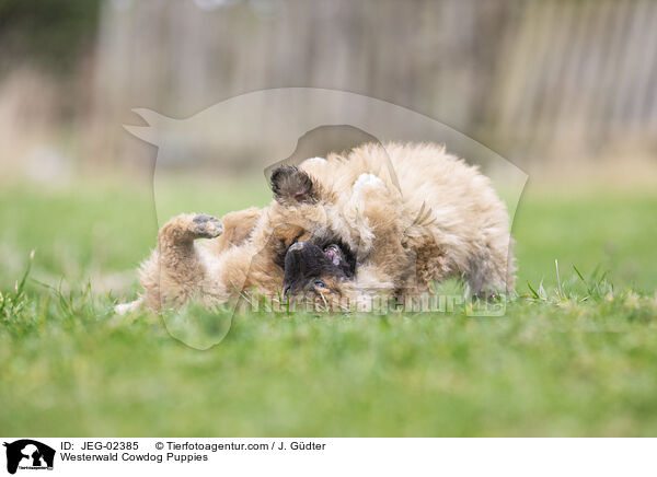 Westerwlder Kuhhund Welpen / Westerwald Cowdog Puppies / JEG-02385