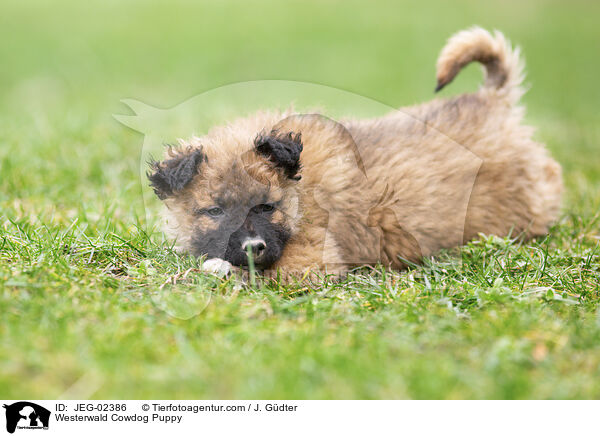Westerwlder Kuhhund Welpe / Westerwald Cowdog Puppy / JEG-02386