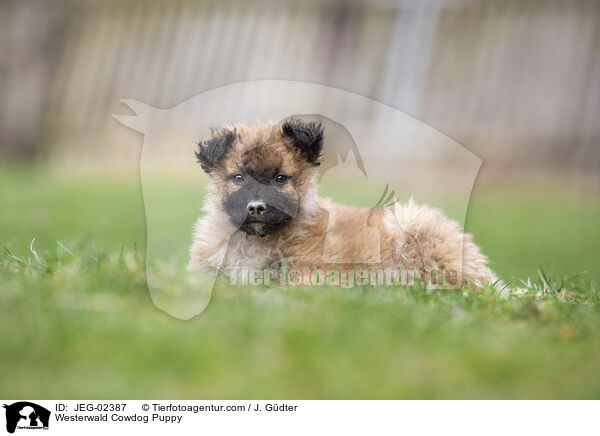 Westerwlder Kuhhund Welpe / Westerwald Cowdog Puppy / JEG-02387