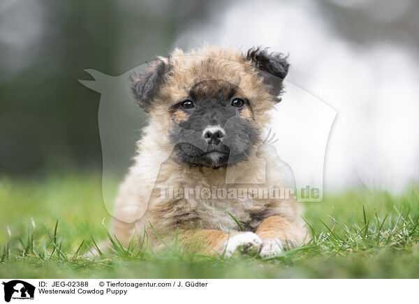 Westerwlder Kuhhund Welpe / Westerwald Cowdog Puppy / JEG-02388