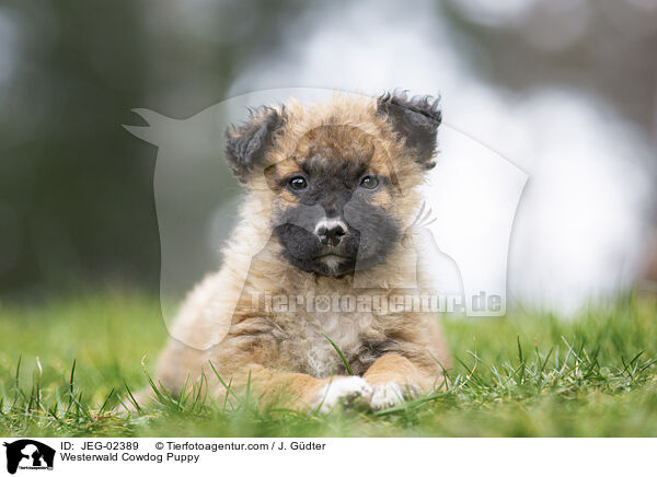 Westerwlder Kuhhund Welpe / Westerwald Cowdog Puppy / JEG-02389