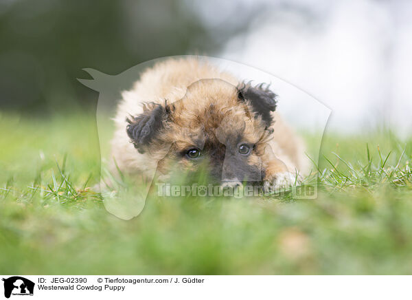 Westerwlder Kuhhund Welpe / Westerwald Cowdog Puppy / JEG-02390