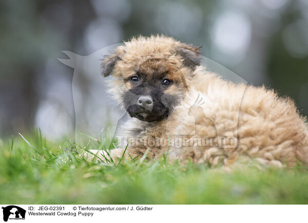 Westerwlder Kuhhund Welpe / Westerwald Cowdog Puppy / JEG-02391
