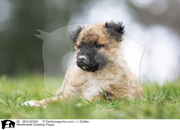 Westerwlder Kuhhund Welpe / Westerwald Cowdog Puppy / JEG-02392