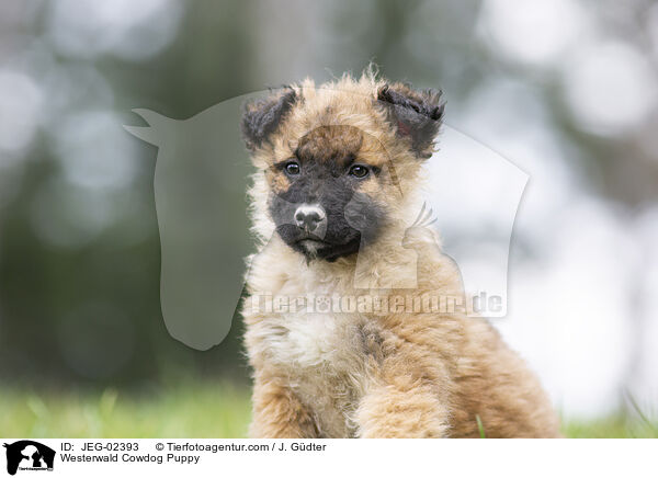 Westerwlder Kuhhund Welpe / Westerwald Cowdog Puppy / JEG-02393