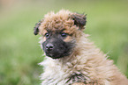 Westerwald Cowdog Puppy