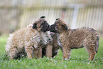 Westerwald Cowdog Puppies