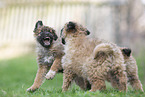 Westerwald Cowdog Puppies