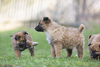 Westerwald Cowdog Puppies