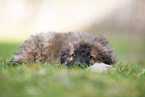 Westerwald Cowdog Puppy