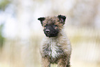 Westerwald Cowdog Puppy