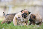 Westerwald Cowdog Puppies