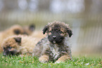 Westerwald Cowdog Puppies