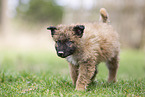 Westerwald Cowdog Puppy