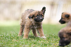 Westerwald Cowdog Puppies
