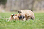 Westerwald Cowdog Puppies