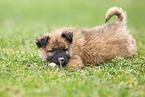 Westerwald Cowdog Puppy