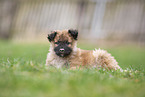 Westerwald Cowdog Puppy