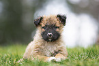 Westerwald Cowdog Puppy