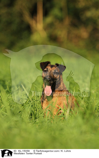 Westfalen Terrier Portrait / KL-15058