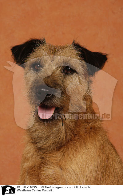 Westfalen Terrier Portrait / HL-01635