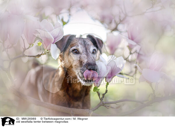 old westfalia terrier between magnolias / MW-26989