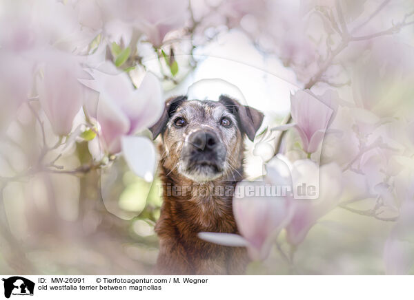 old westfalia terrier between magnolias / MW-26991
