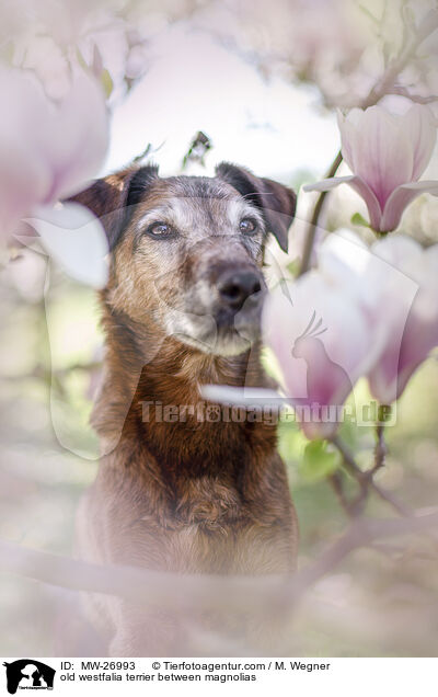 old westfalia terrier between magnolias / MW-26993