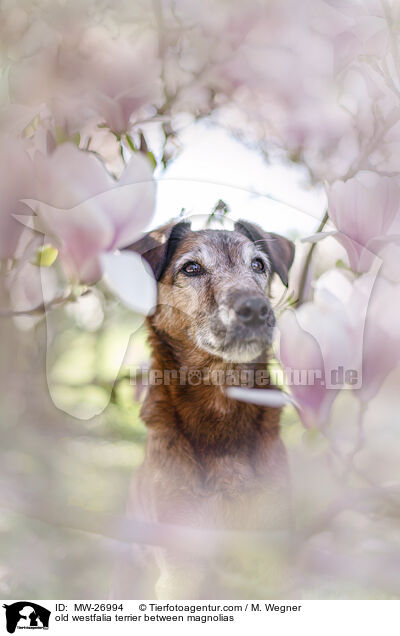 old westfalia terrier between magnolias / MW-26994