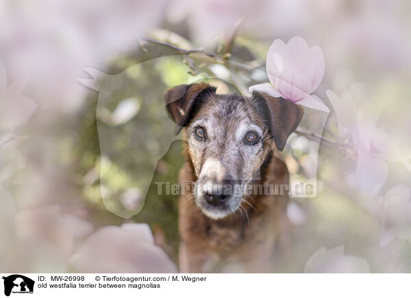 old westfalia terrier between magnolias / MW-26998