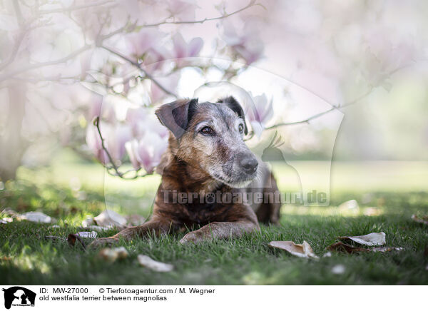alter Westfalenterrier zwischen Magnolien / old westfalia terrier between magnolias / MW-27000