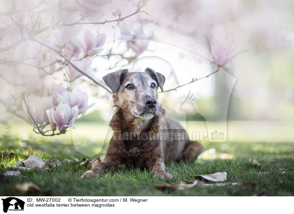 old westfalia terrier between magnolias / MW-27002