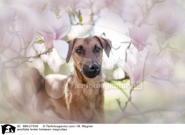 westfalia terrier between magnolias / MW-27009