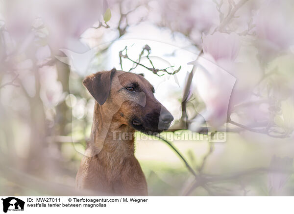westfalia terrier between magnolias / MW-27011