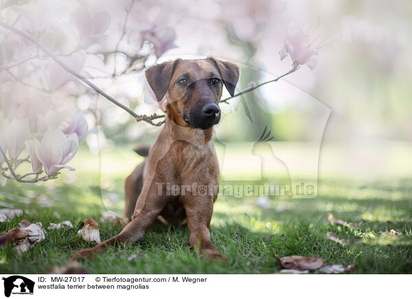 Westfalenterrier zwischen Magnolien / westfalia terrier between magnolias / MW-27017