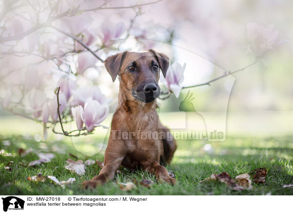 westfalia terrier between magnolias / MW-27018