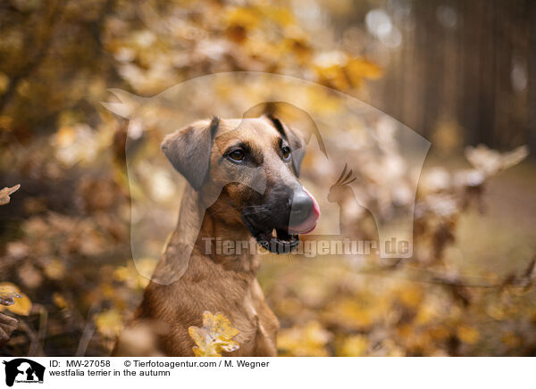 westfalia terrier in the autumn / MW-27058