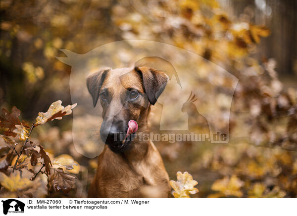 Westfalenterrier zwischen Magnolien / westfalia terrier between magnolias / MW-27060