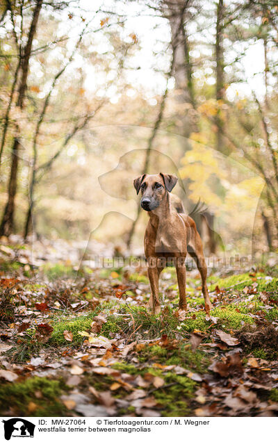 Westfalenterrier zwischen Magnolien / westfalia terrier between magnolias / MW-27064