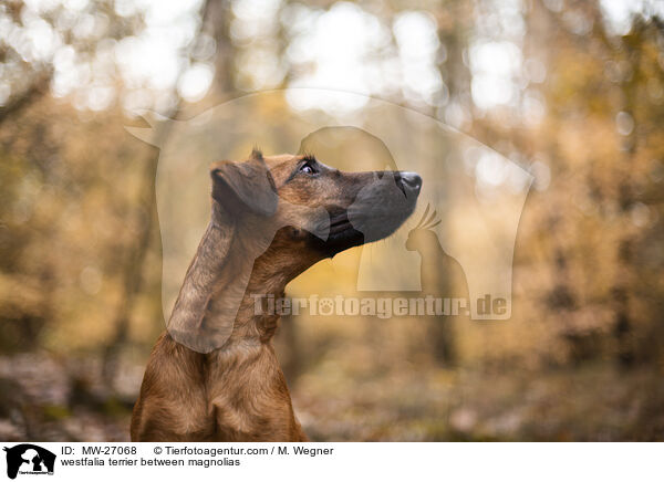 westfalia terrier between magnolias / MW-27068