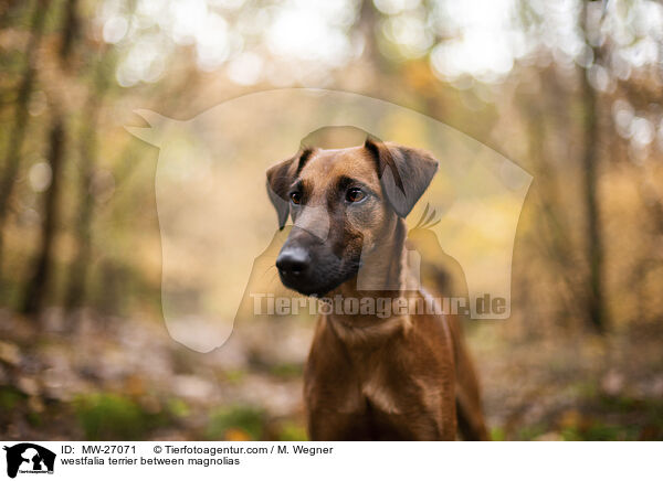 westfalia terrier between magnolias / MW-27071