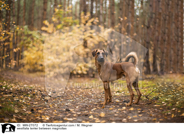 westfalia terrier between magnolias / MW-27072