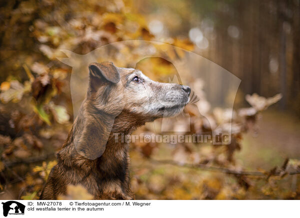 old westfalia terrier in the autumn / MW-27078