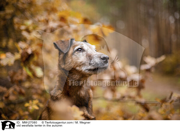 old westfalia terrier in the autumn / MW-27080