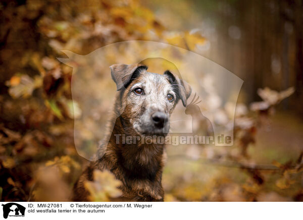 old westfalia terrier in the autumn / MW-27081
