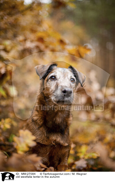 alter Westfalenterrier im Herbst / old westfalia terrier in the autumn / MW-27084