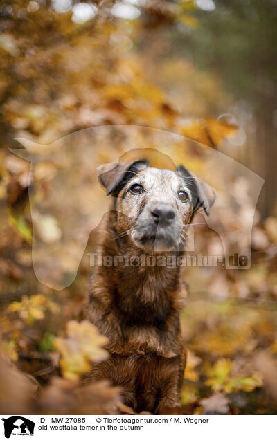 old westfalia terrier in the autumn / MW-27085
